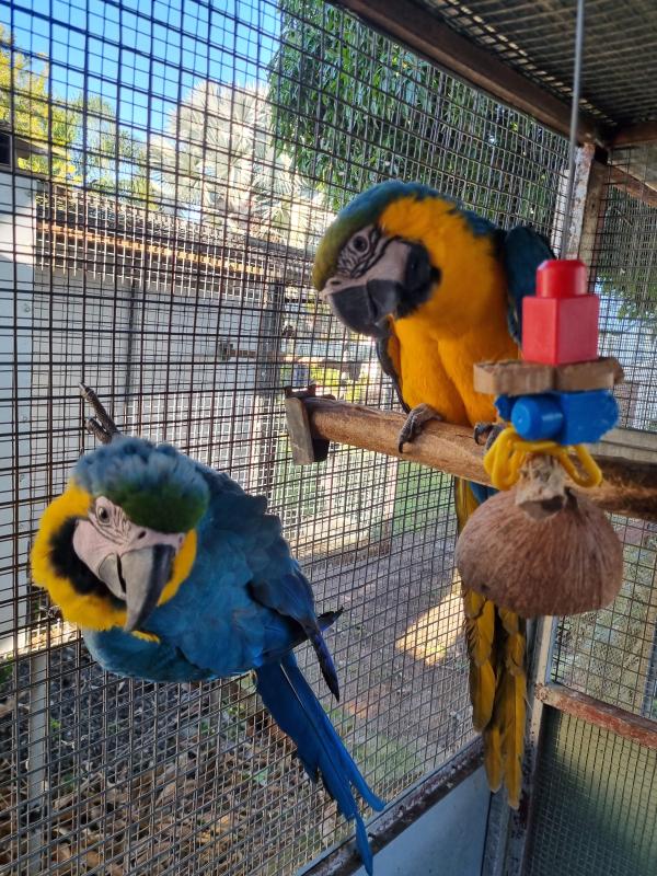 Swap Blue and Gold Macaws for African Grey cock 3 + years old