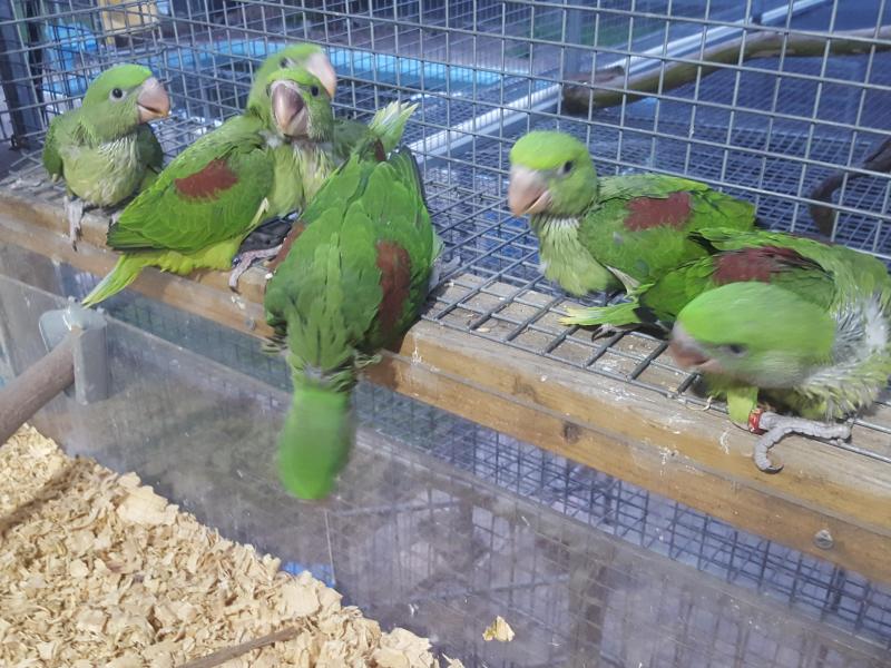 Alexandrine for hand raising very big nice birds