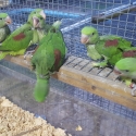 Alexandrine for hand raising very big nice birds