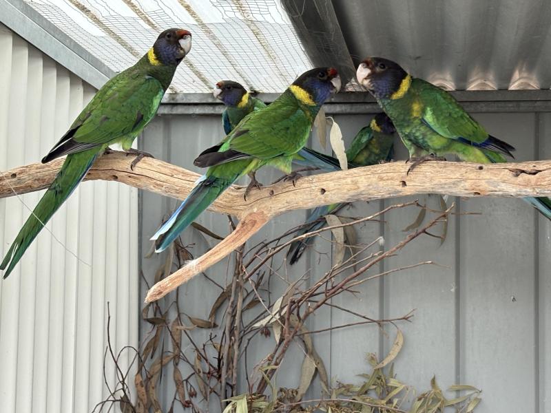 28 Parrots Wanted to Swap