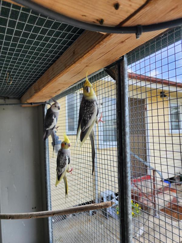 Male Cockatiel Is For Sale,