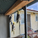 Male Cockatiel Is For Sale,