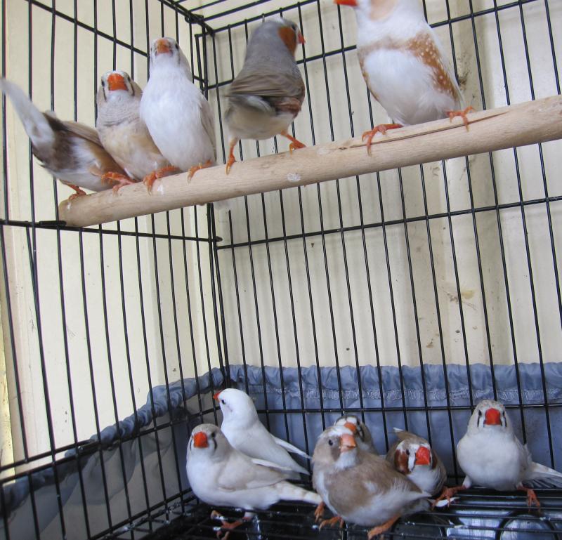 ZEBRA FINCHES SOLD SOLD SOLD SOLD