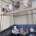 ZEBRA FINCHES