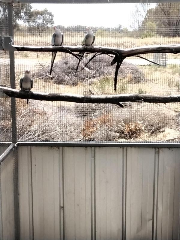 Princess Parrots, Blue split White Lime