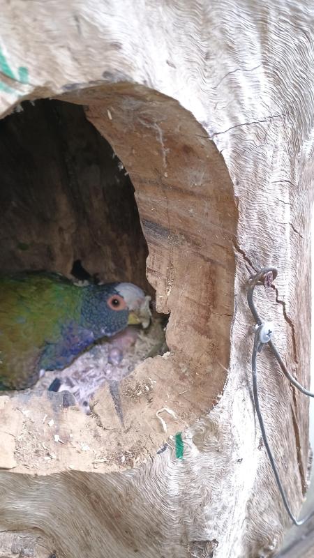White capped pionus with their babies in nest