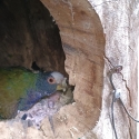 White capped pionus with their babies in nest