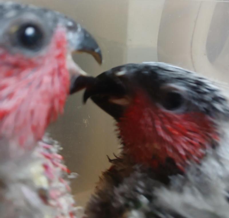 Hand raising Blue Brested Black Caps