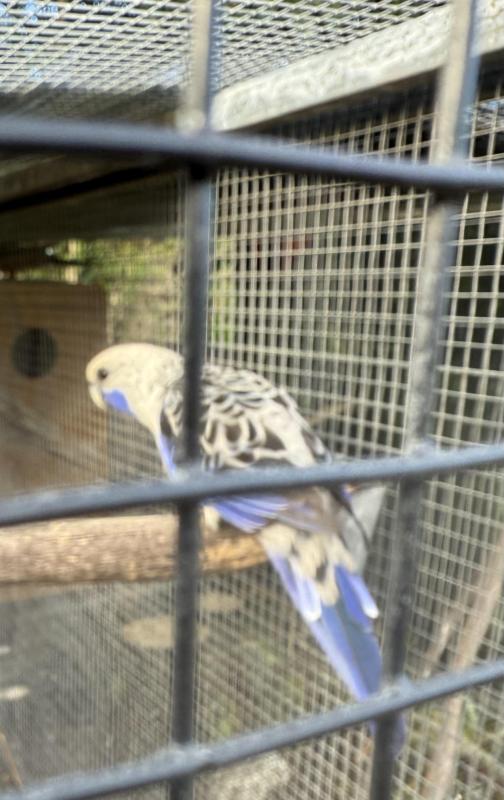 Crimson rosellas blue split cinnamon cock and cinnamon split blue hen