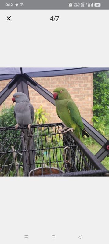 Female ringnecks, both for 120