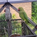 Female ringnecks, both for 120