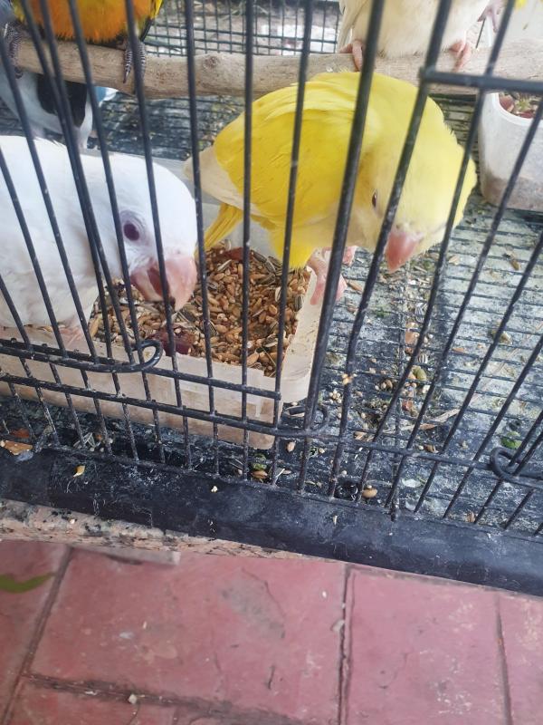 Quaker  lutino &albino handrasied babies