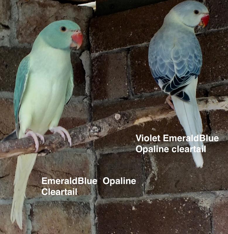 OPALINE CLEARTAIL INDIAN RINGNECKS