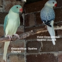 OPALINE CLEARTAIL INDIAN RINGNECKS