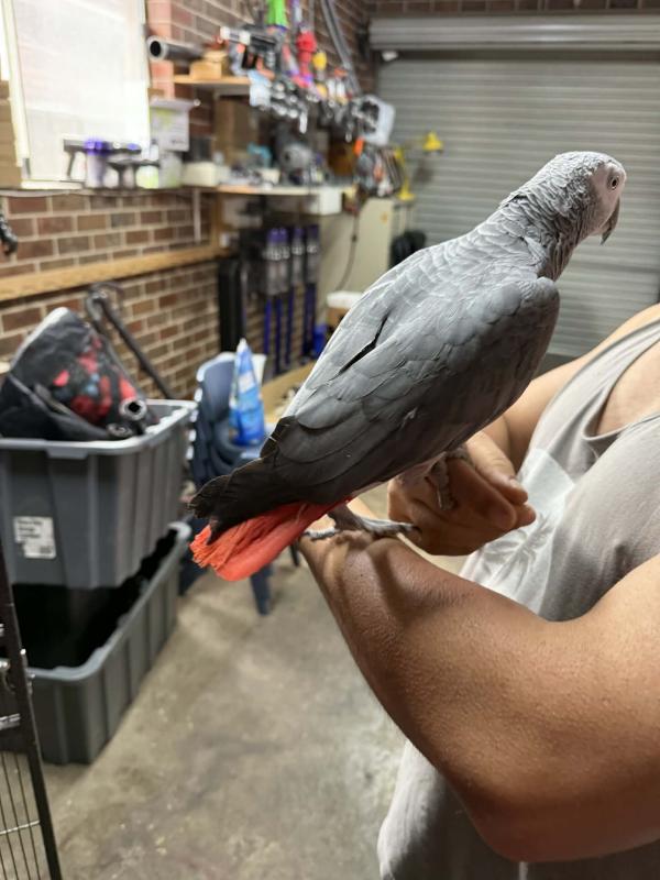 African grey Male
