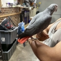 African grey Male