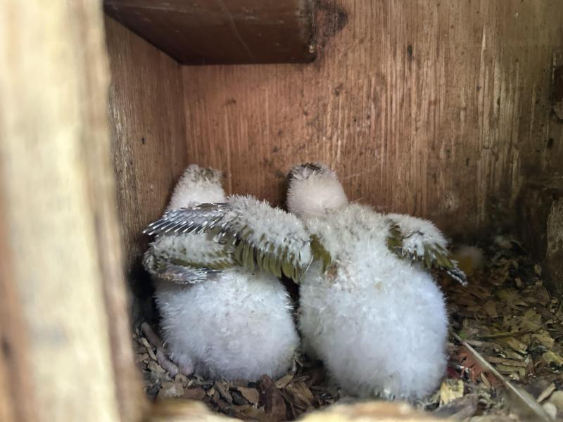 Baby mustard scalies