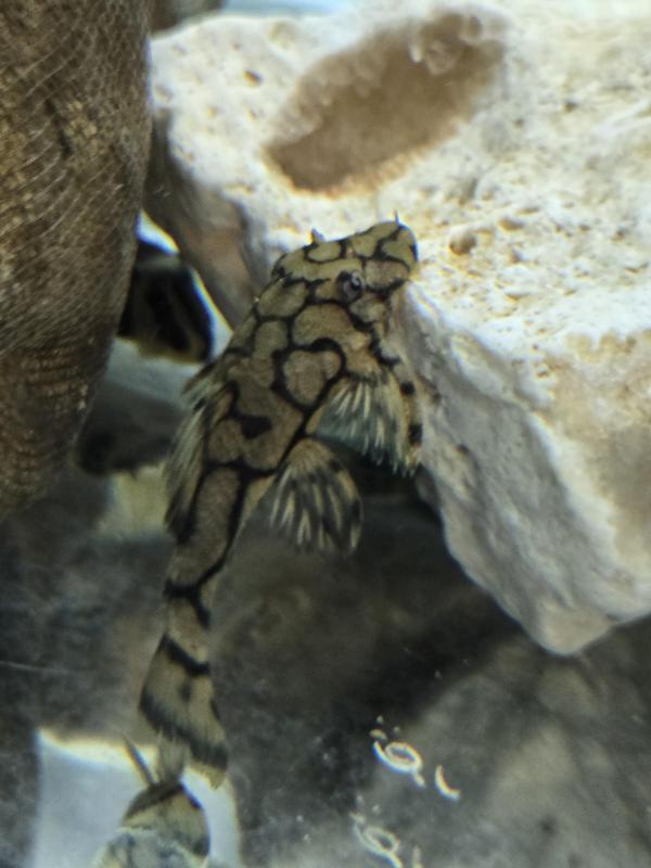 L519 HONEYCOMB PLECO
