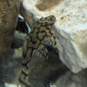 L519 HONEYCOMB PLECO