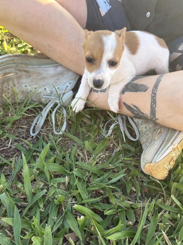 Mini foxie tan bob tail dna clear female