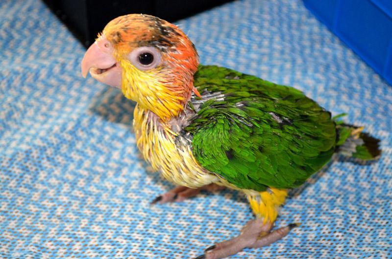 WB Caique Babies for experienced handraisers