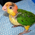 WB Caique Babies for experienced handraisers