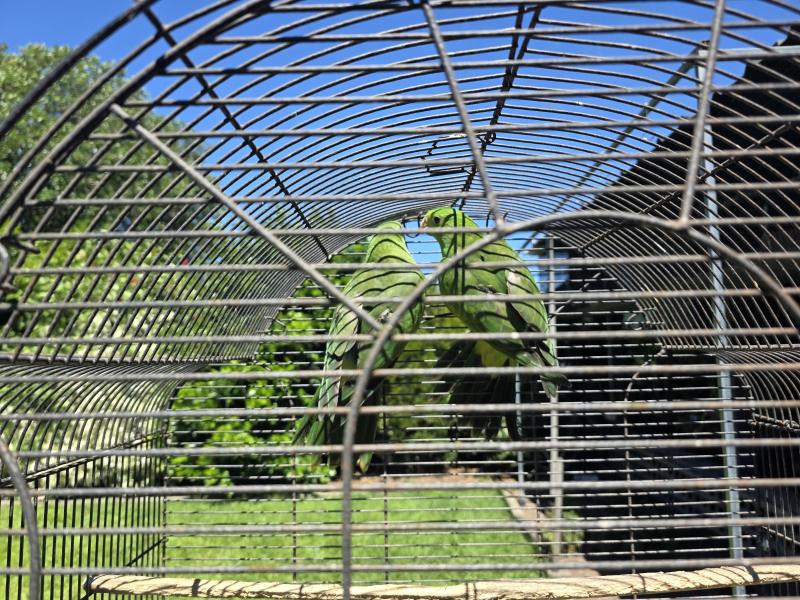 Red-winged Parrots - DNA checked