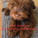Yorkshire terrier  choc male
