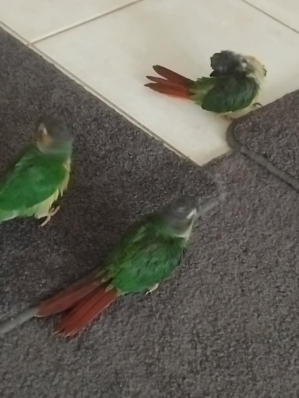 Conures