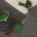 Conures