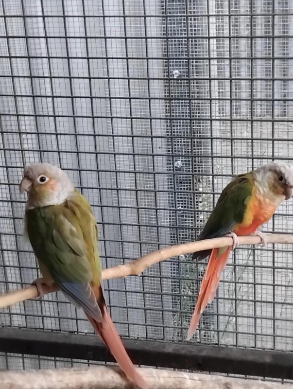 Breeding pair green cheek pineapple conures
