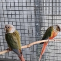 Breeding pair green cheek pineapple conures