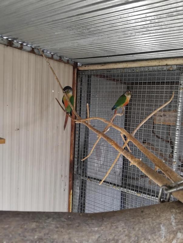 Breeding pair green cheek conures