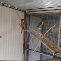 Breeding pair green cheek conures