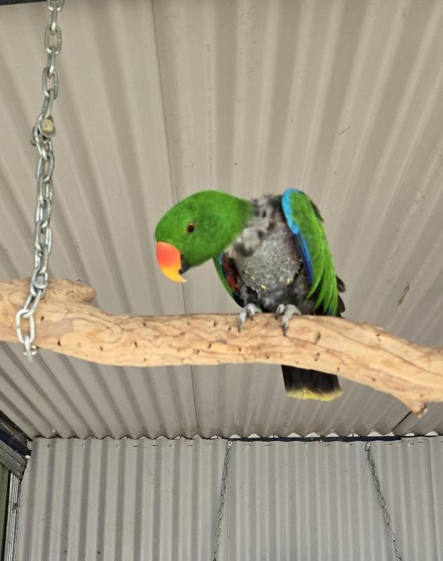 Vosmaeri Electus Parrot Pair