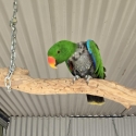 Vosmaeri Electus Parrot Pair