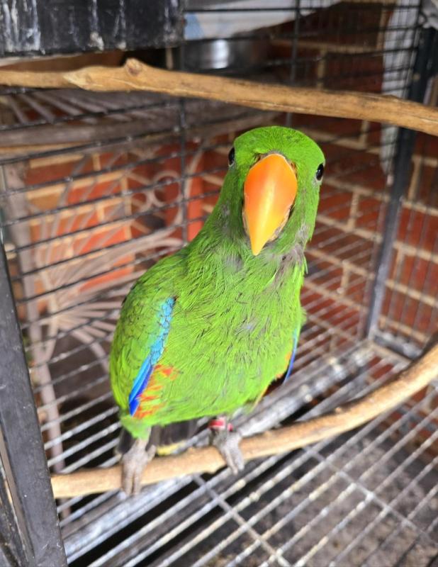 Male and female electus parrot siblings