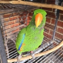 Male and female electus parrot siblings