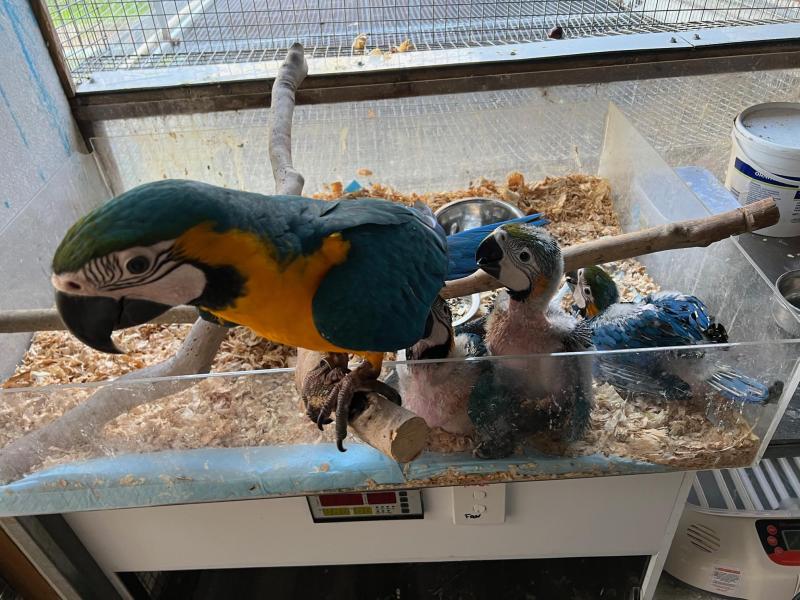 Blue and Glod Macaws babys