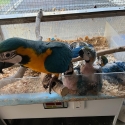 Blue and Glod Macaws babys