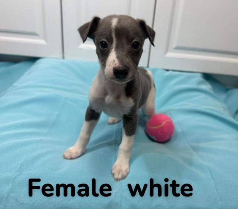 7 PURE BRED WHIPPET PUPS