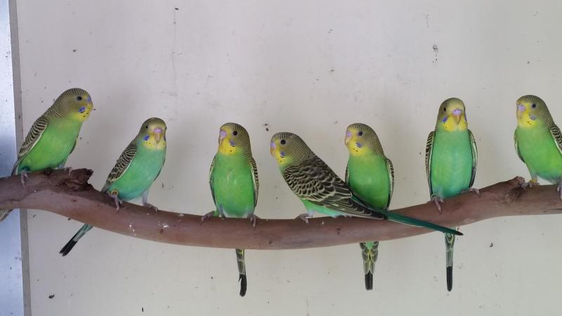 Pure Normal Bush Budgie Pairs