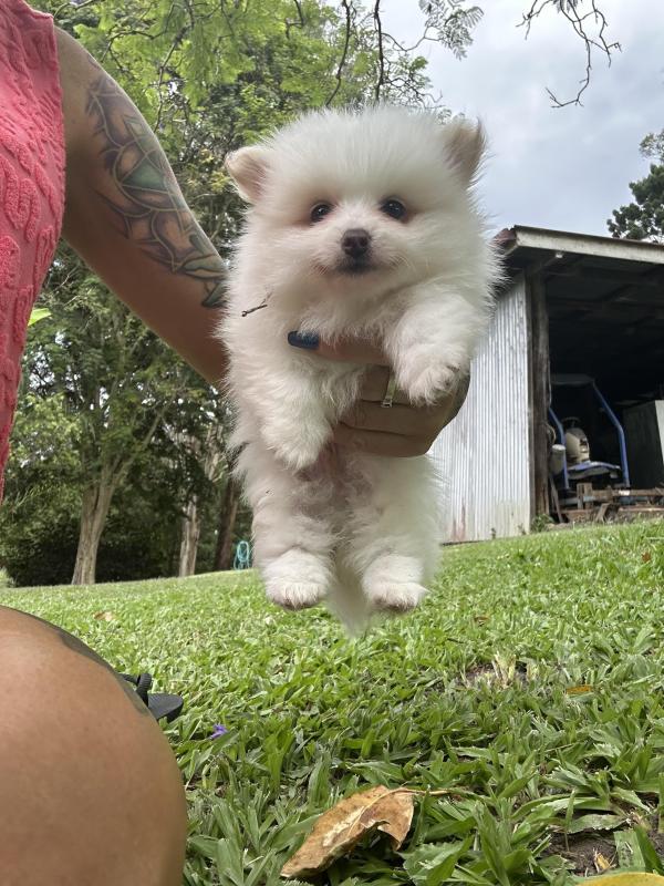 Tiny Pom puppies ready next weekend