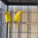 Lutino scaley Lorikeet Breeding Pairs