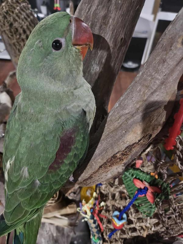 Handraised Alexandrines