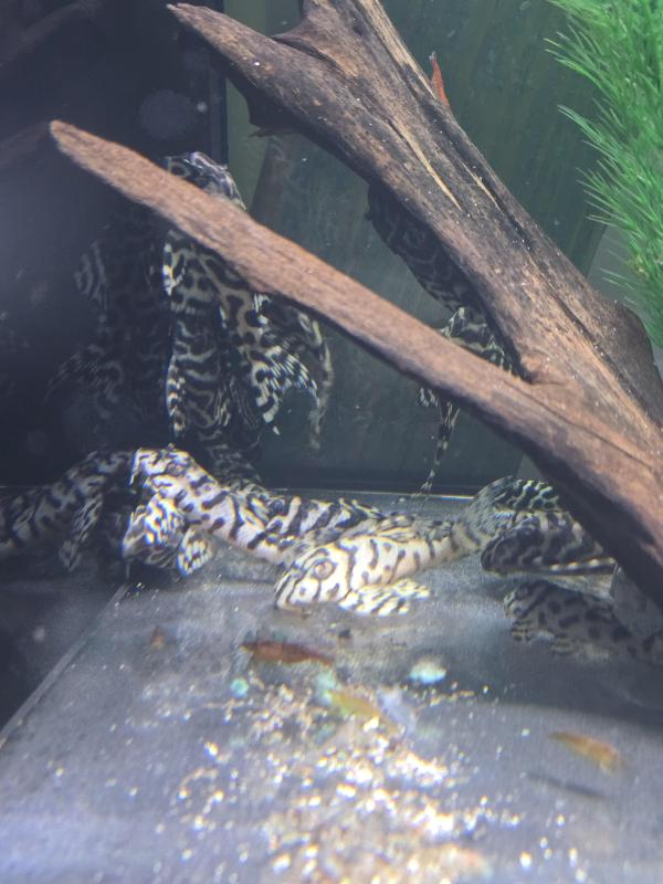 L236 SW PLECOS