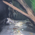 L236 SW PLECOS