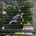 Indian Ringneck Violet Female