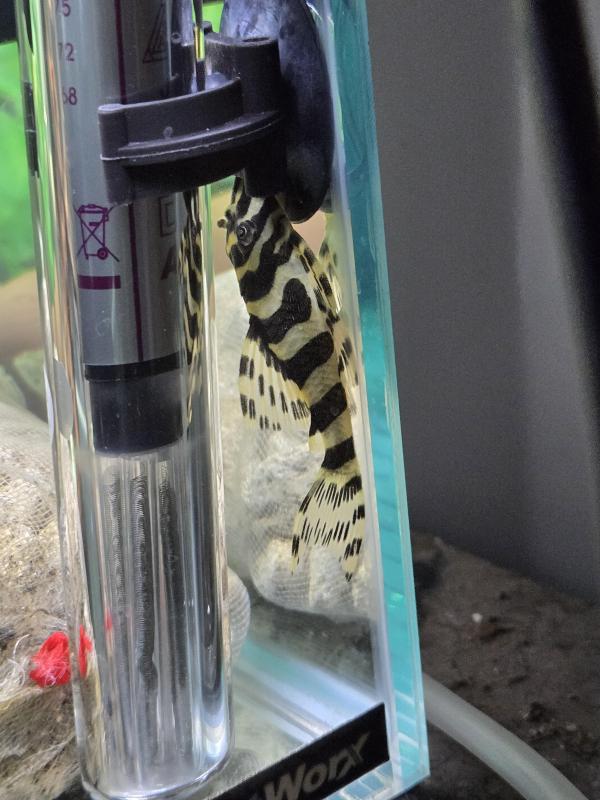 4 x L134 LEOPARD FROG PLECOS SPECIAL