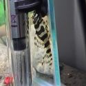 4 x L134 LEOPARD FROG PLECOS SPECIAL